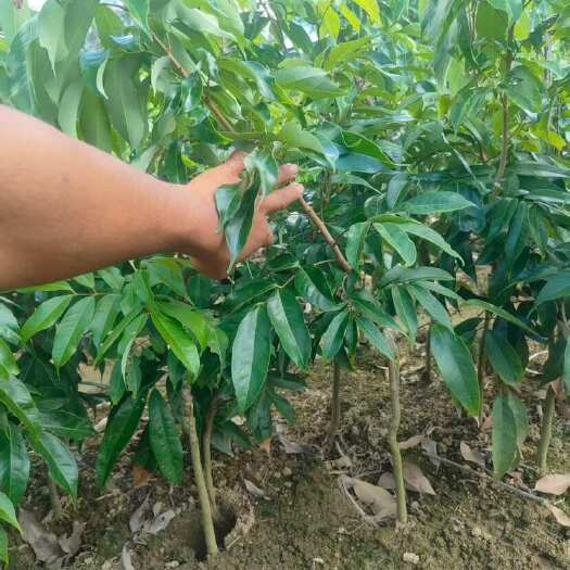 灵山县妃子笑荔枝苗  正品嫁接 皮薄肉厚 核小  广西灵山发货包邮