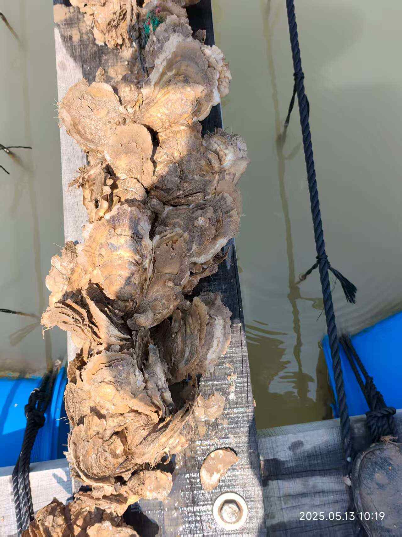 浙江乐清湾 电白牡蛎 新鲜贝类 水产生蚝 温岭发货