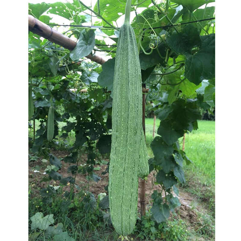 夏美丰花点大肉丝瓜种子 夏秋耐热顺直味甜口感好抗病丰产菜籽种