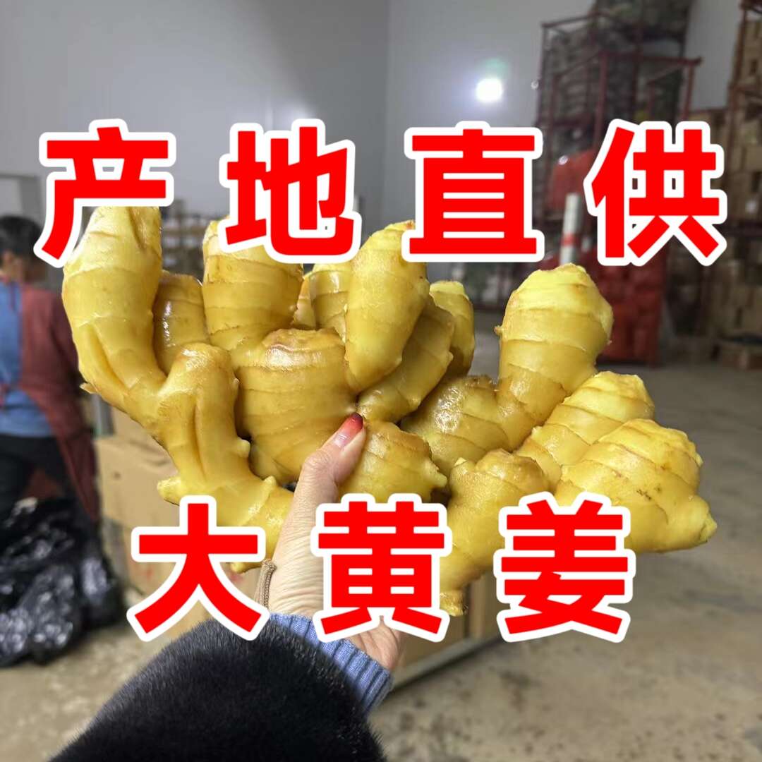 大黄姜批发丨山东产地直供丨货源稳定丨品质有保障丨欢迎咨询洽谈