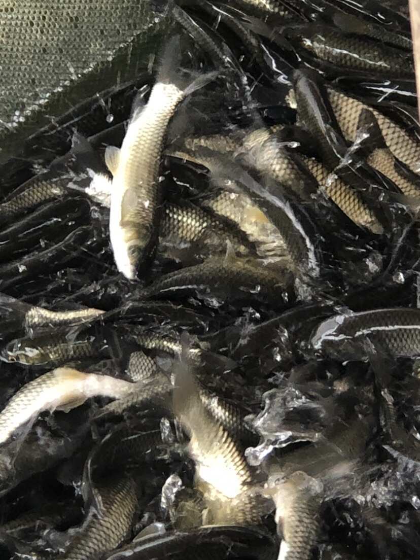 一号草鱼苗中山鲩脆鲩种苗鱼种24鳞￼片长身鲩
