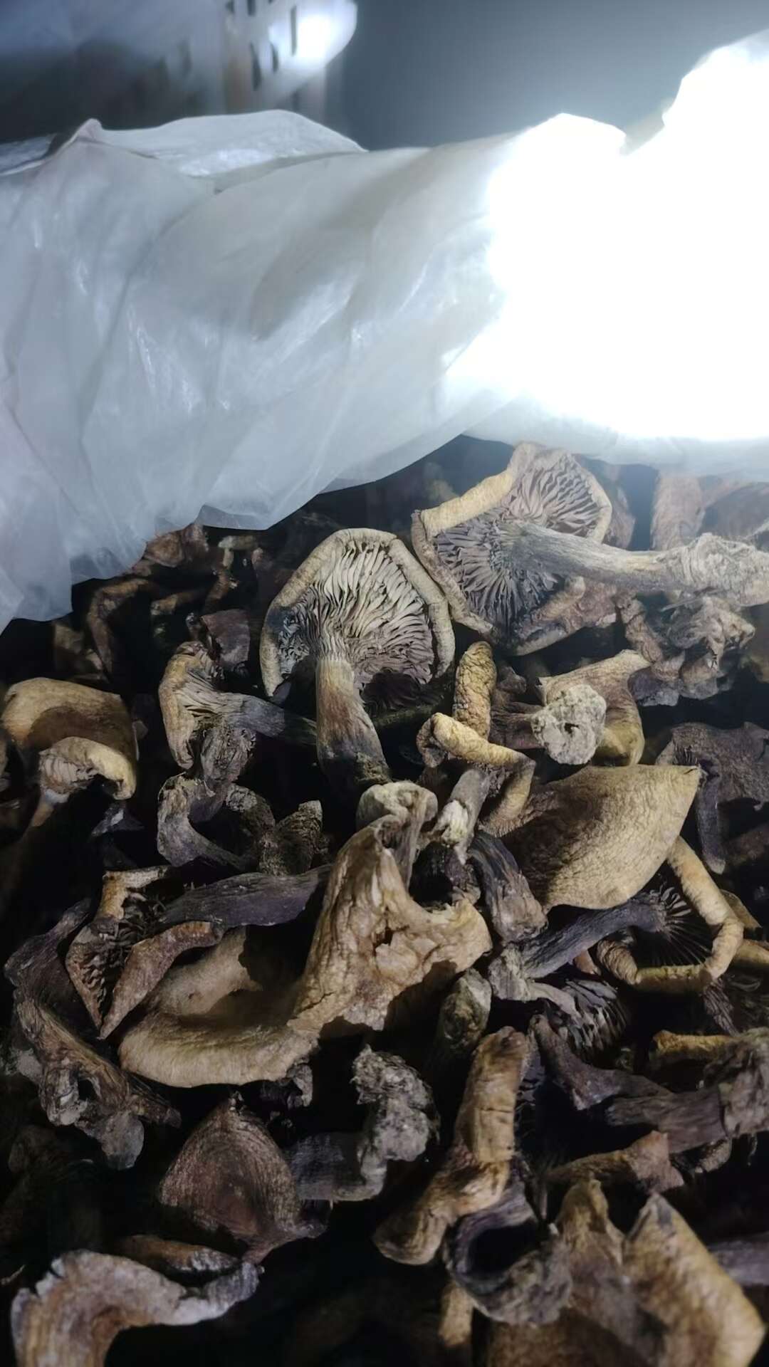 纯野生松树菌干货寒菌松乳菇三九菇谷熟菌重阳干菌子净货无干燥剂