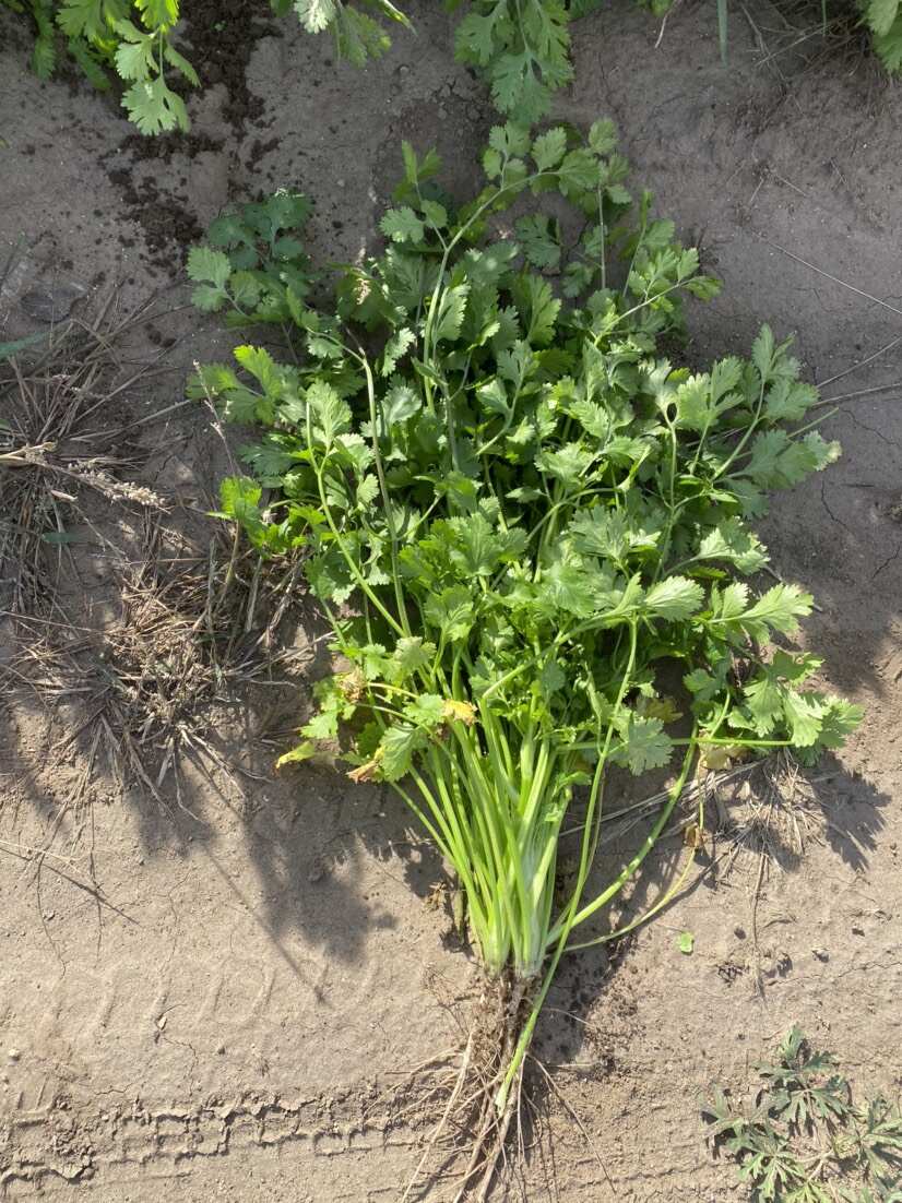 大叶香菜100亩