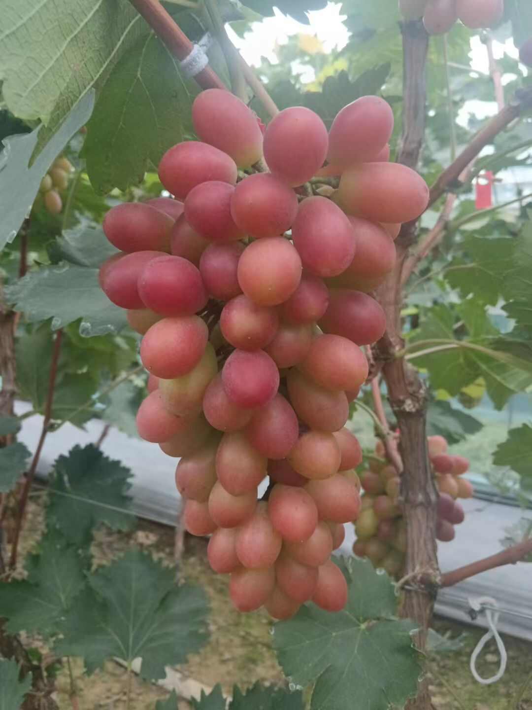 巨玫瑰