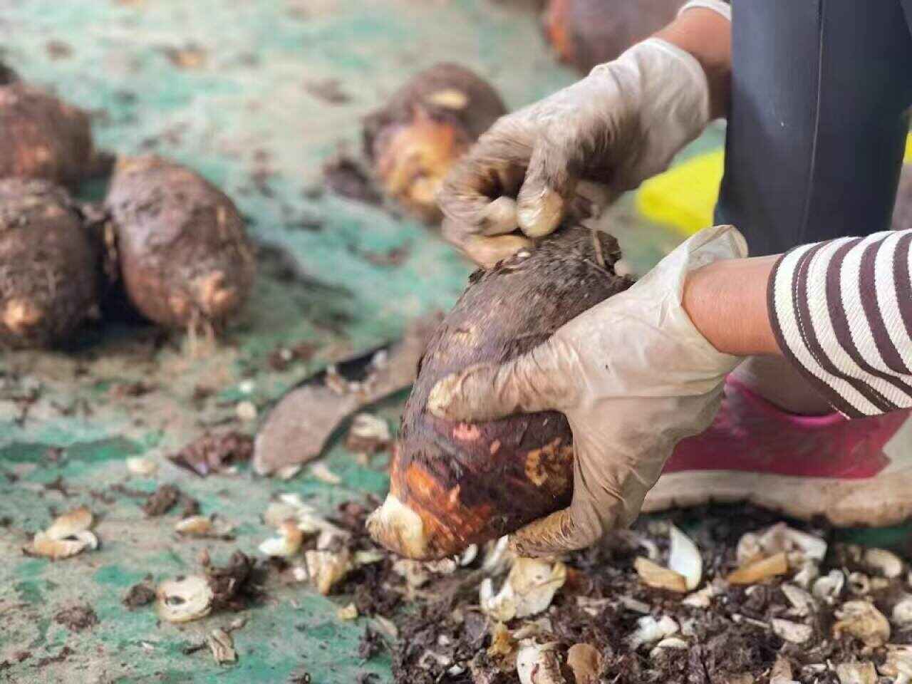 顺丰 广西荔浦芋头