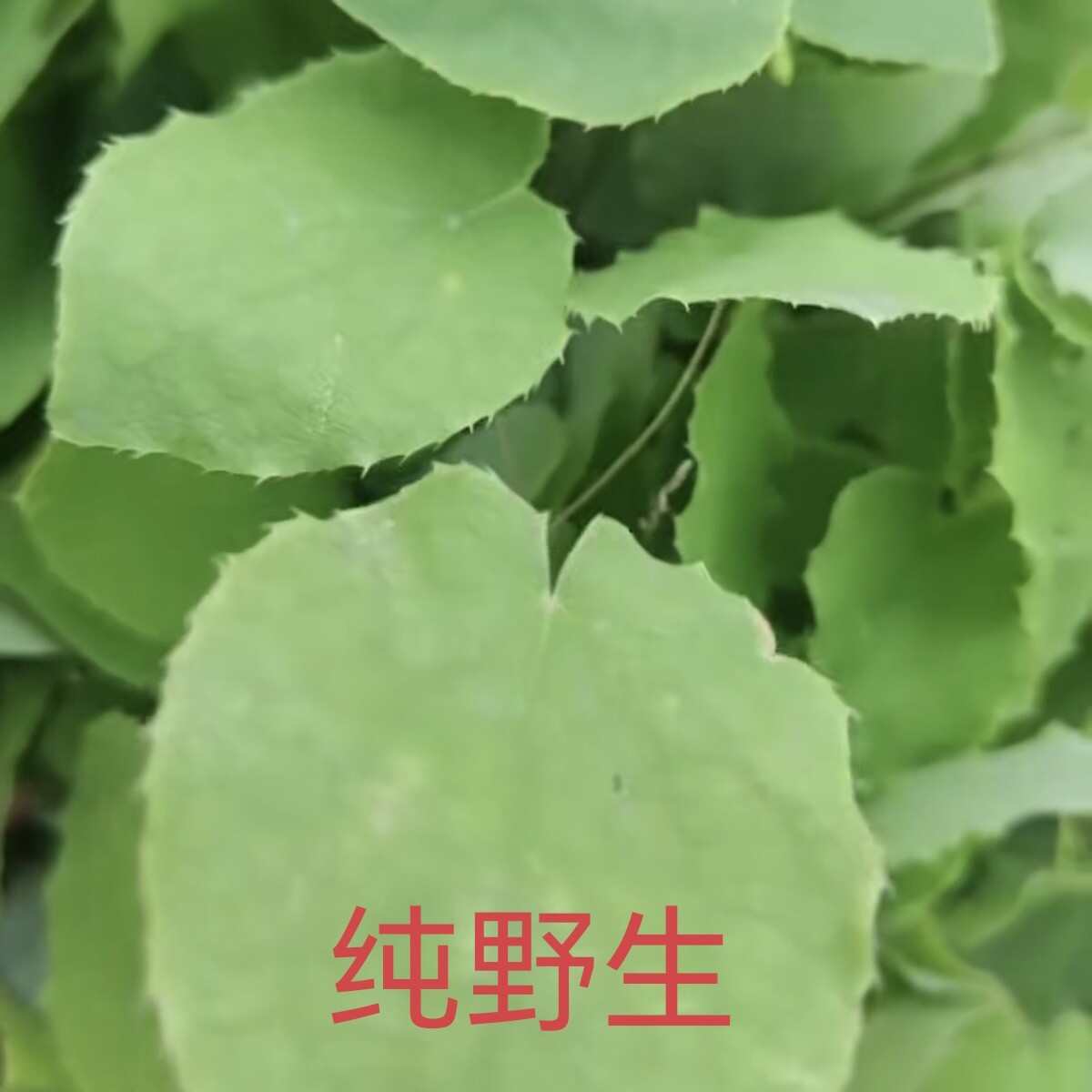 甘肃陇南文县深山淫羊藿