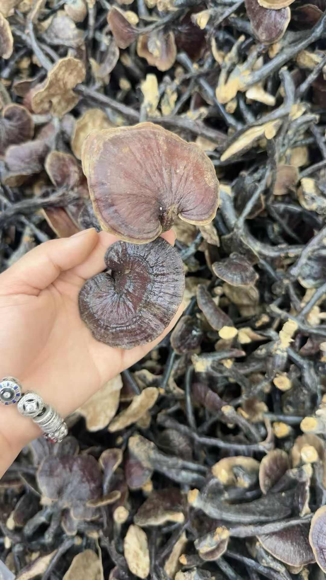 优质竹灵芝
