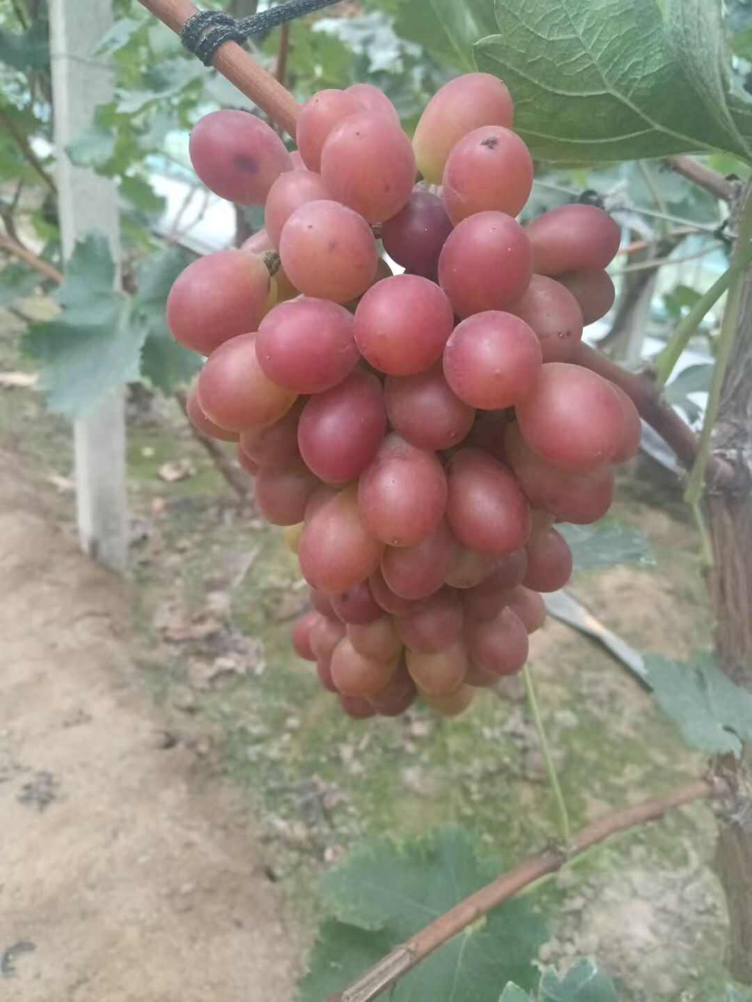 巨玫瑰