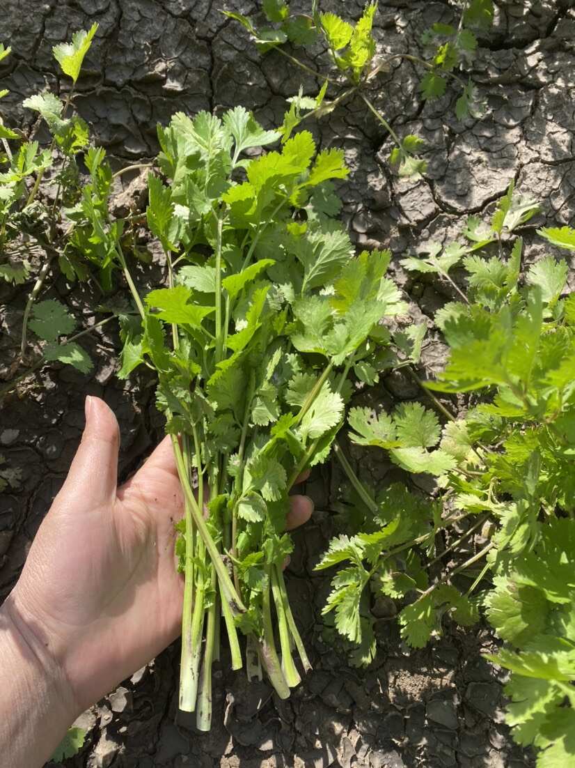 大叶香菜100亩