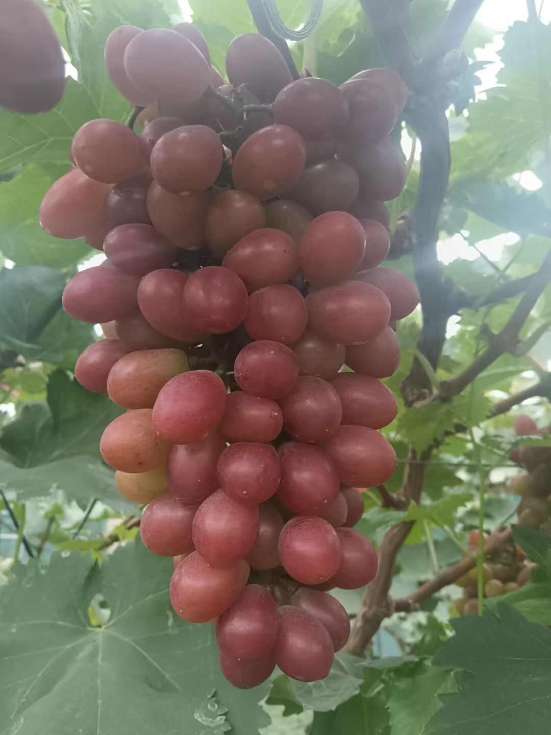 巨玫瑰
