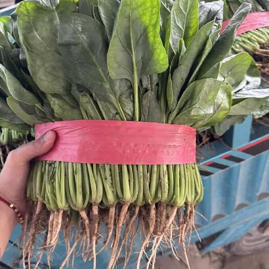 滑县河南滑县菠菜产地直供整车代办
