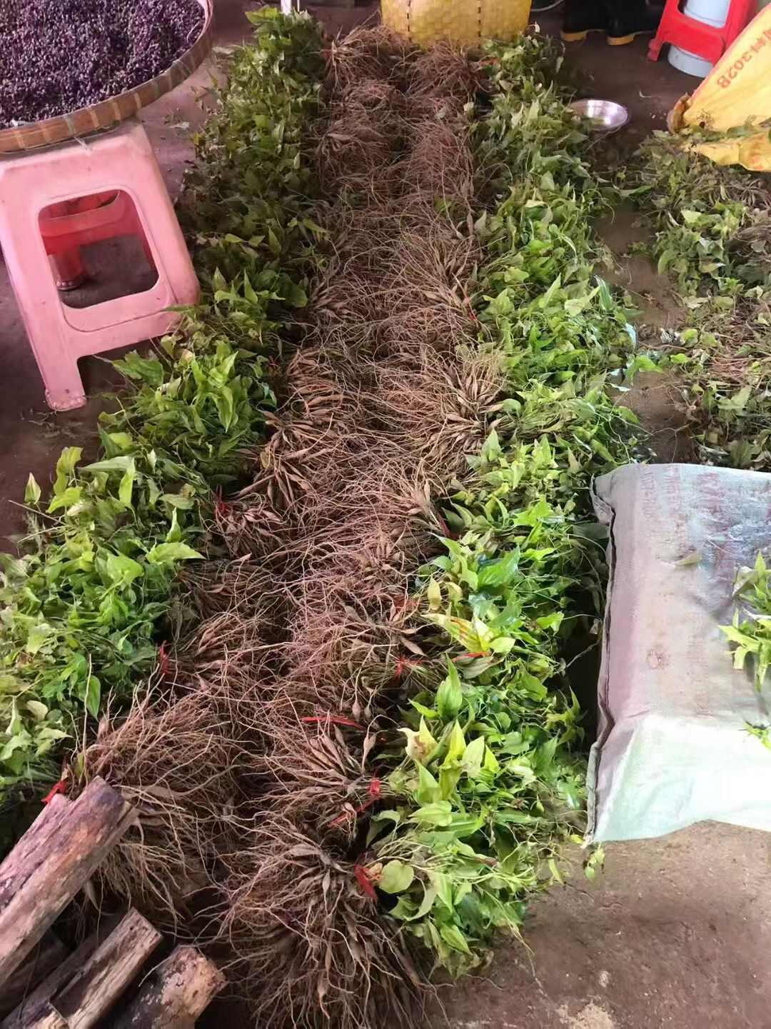 百部苗 药材种苗 江西吉安安福县发货品质保证，假一赔十，基地