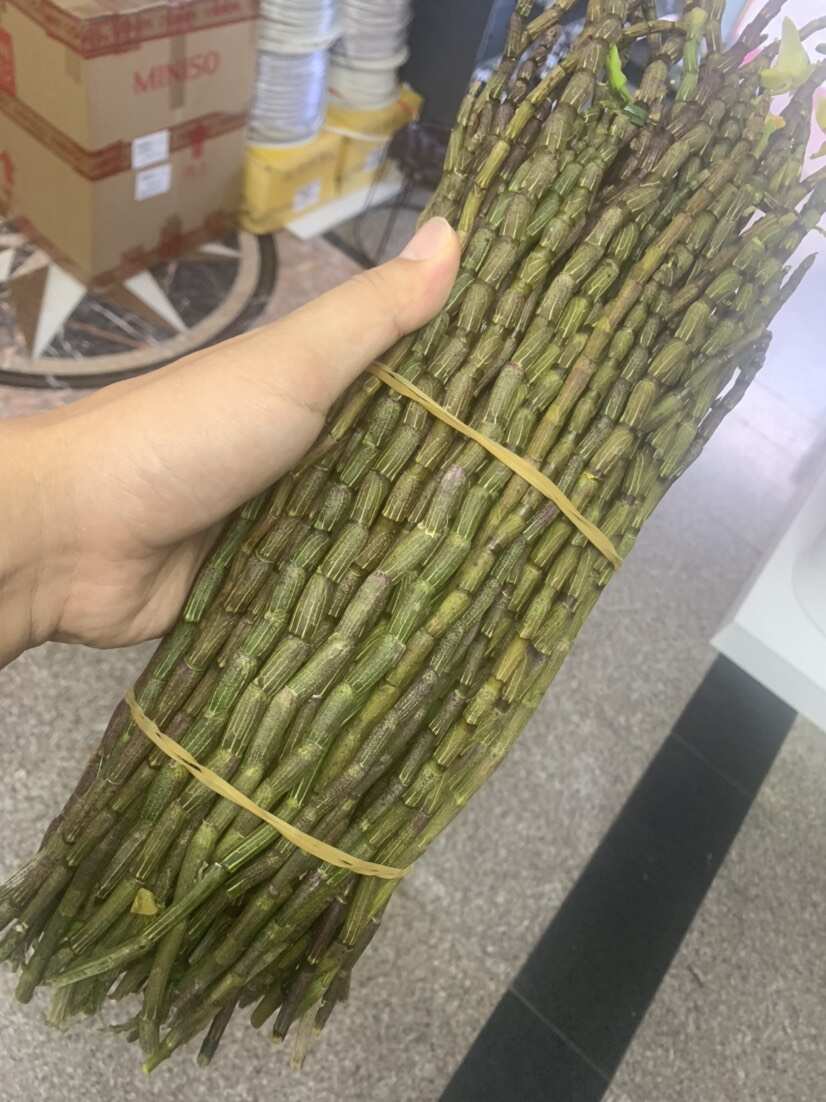 铁皮石斛鲜条浙江品种爆胶质条基地直发无中间商赚差价