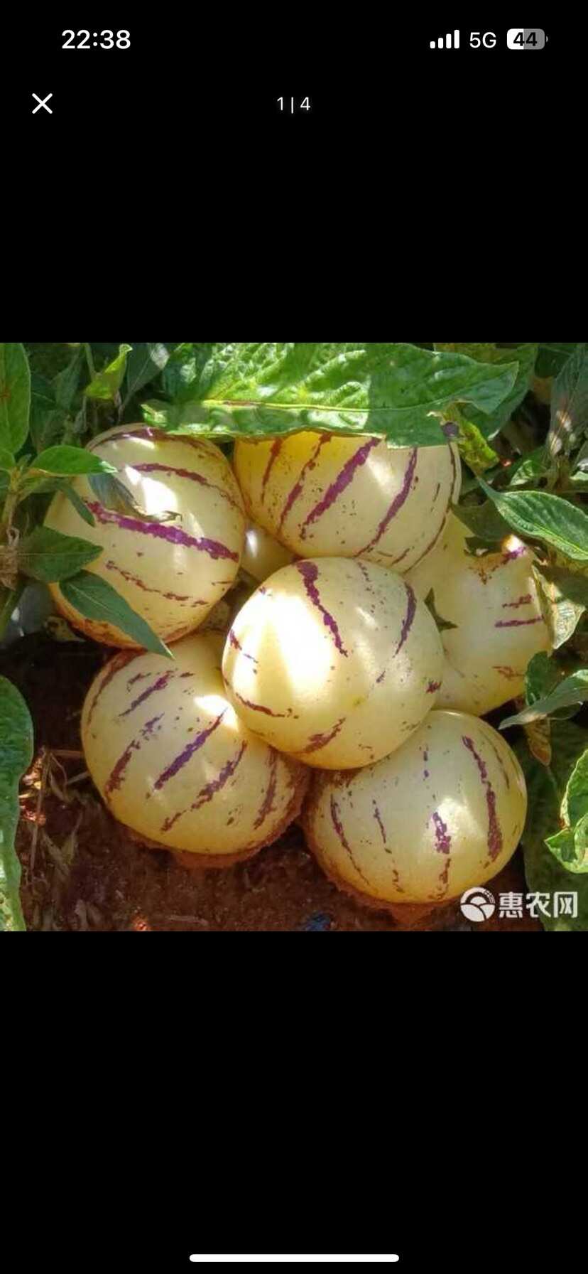 云南师宗人参果 新鲜核果仁果类水果