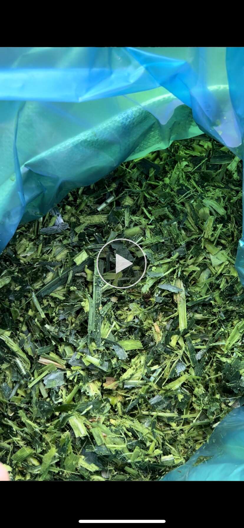 新鲜甜玉米秸秆草料