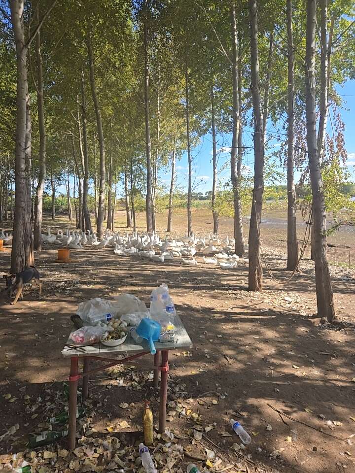 活鹅120天大三花