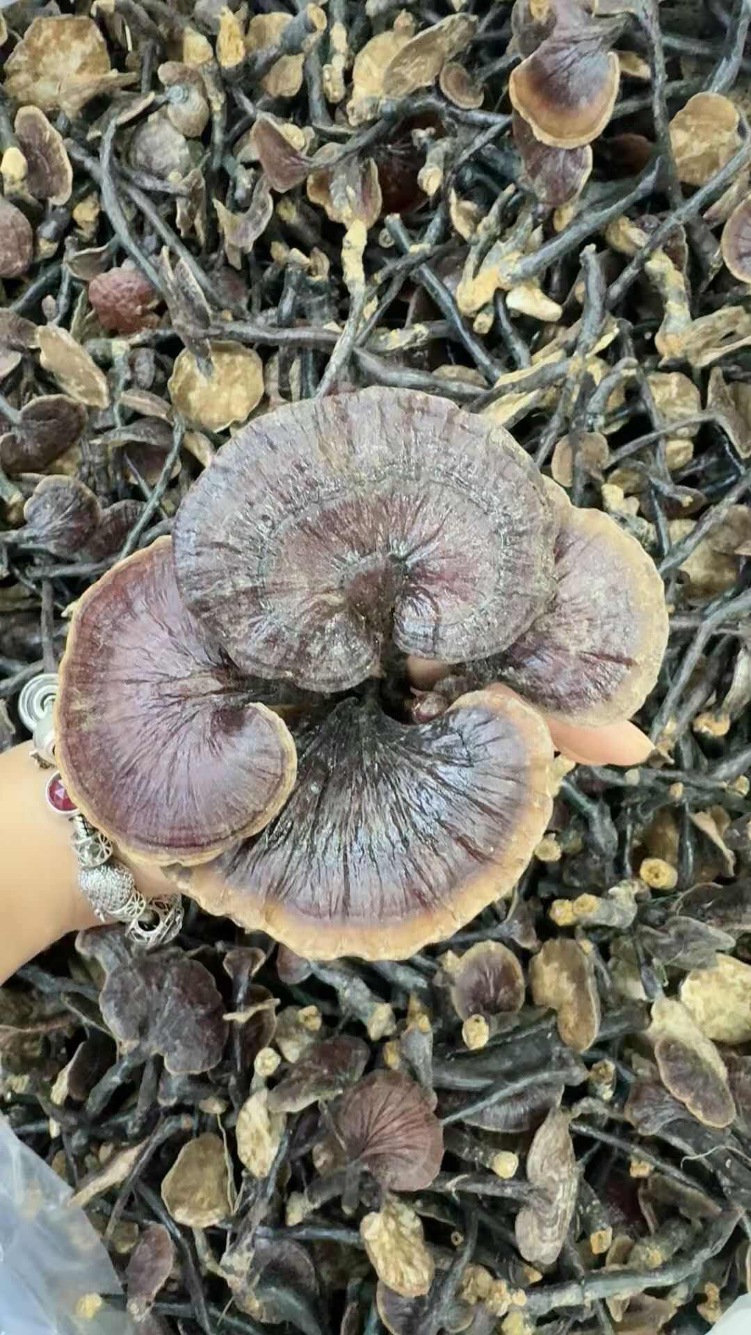 优质竹灵芝
