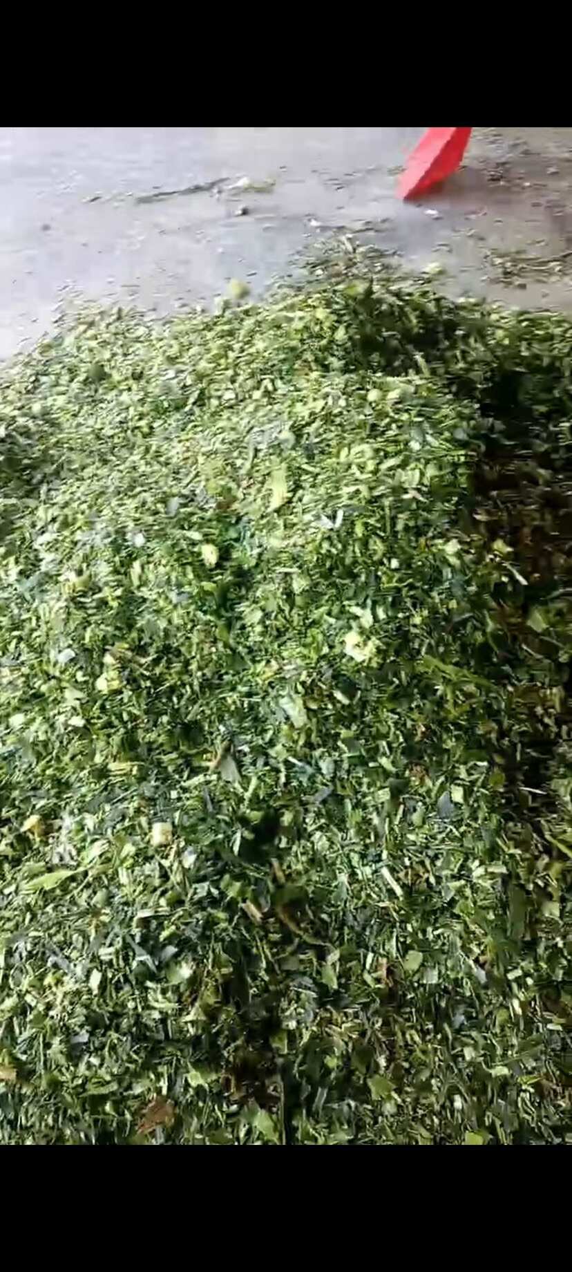 新鲜甜玉米秸秆草料