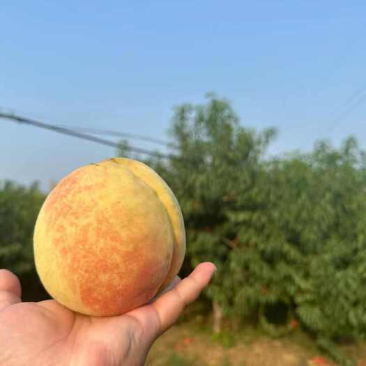 禹城市山东德州禹城蓬仙十三