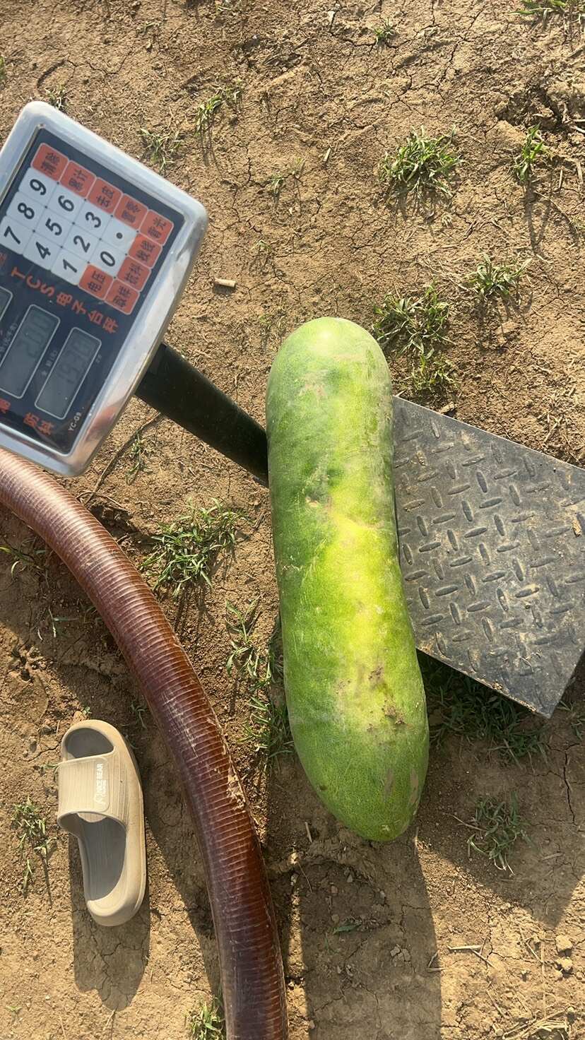 黑皮爬地冬瓜100亩，苏州常熟