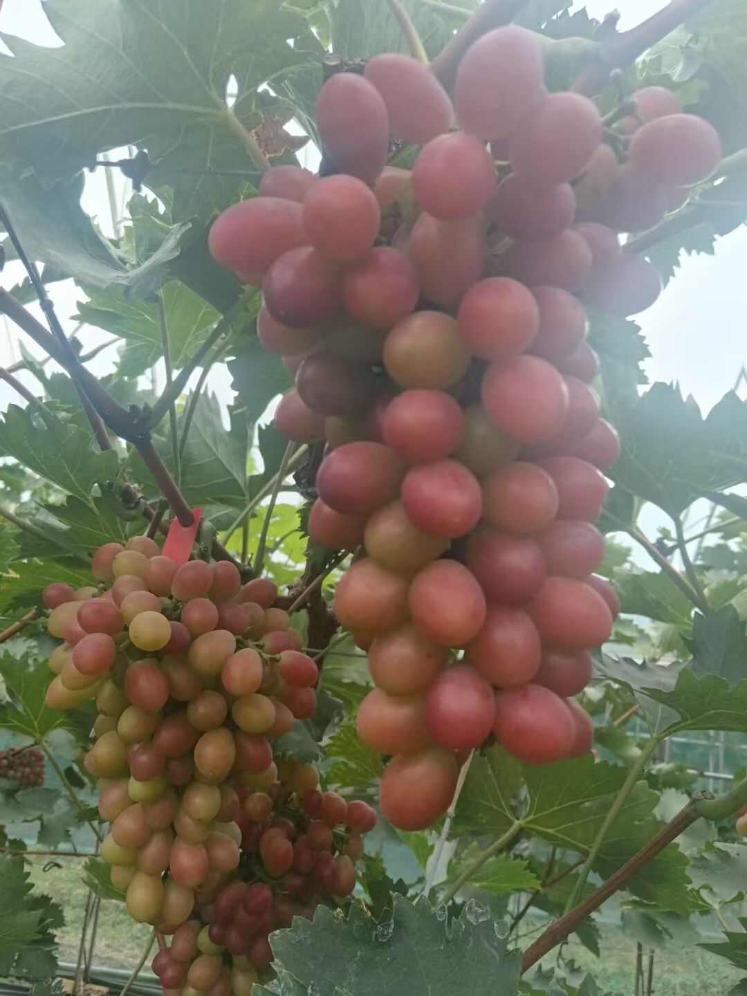 巨玫瑰