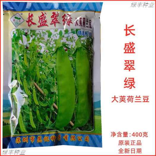 三明长盛翠绿大荚荷兰豆种子798红花大荚荷兰豆种秋冬季蔬菜种孑