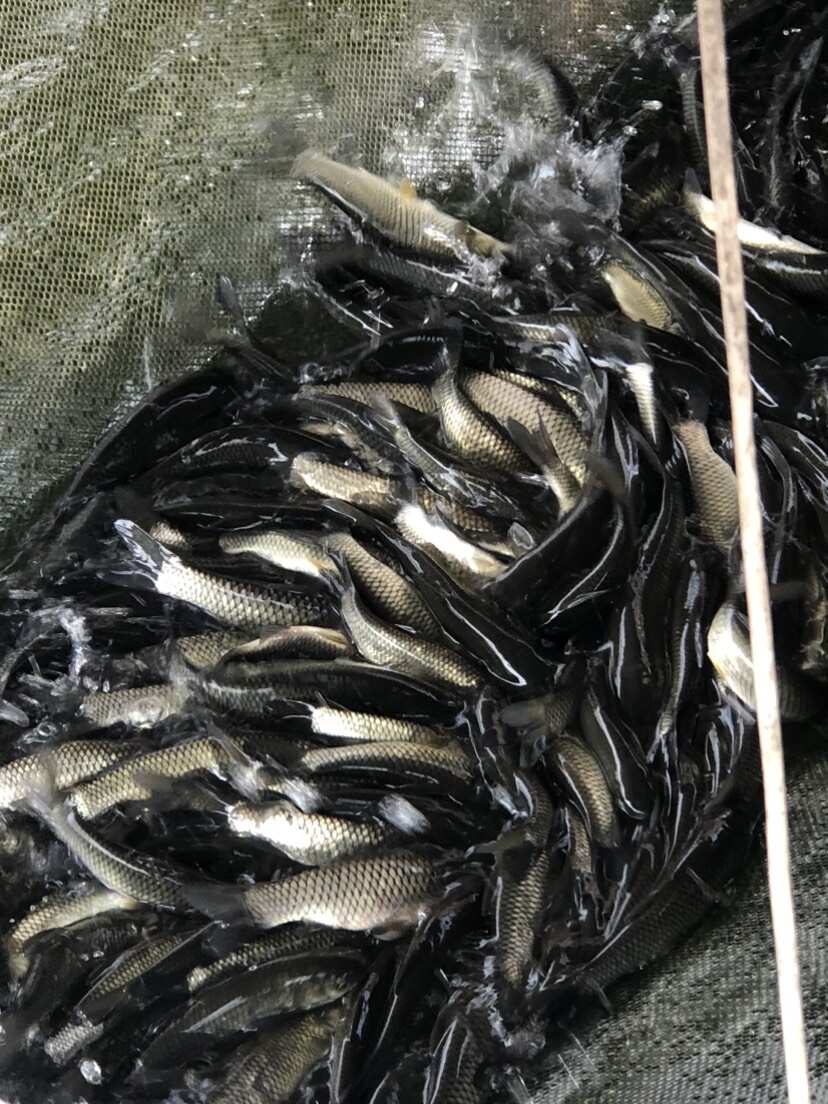一号草鱼苗纯种长身42鳞片中山脆鲩种苗大鳞片已做疫苗快大