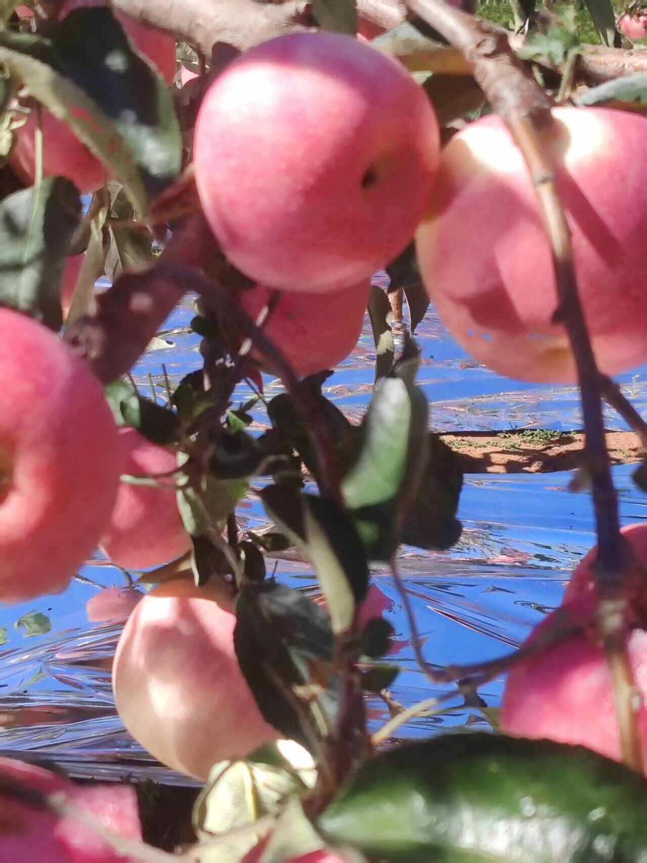 绥中县苹果寒富苹果陆地货大量上市！产地供应！价格不高！苹果质量高！