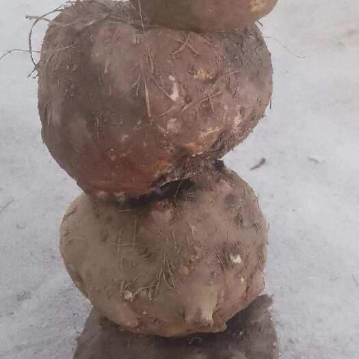 雷波县花魔芋大量批发 有一百多吨 有兴趣的老板可以联系我
