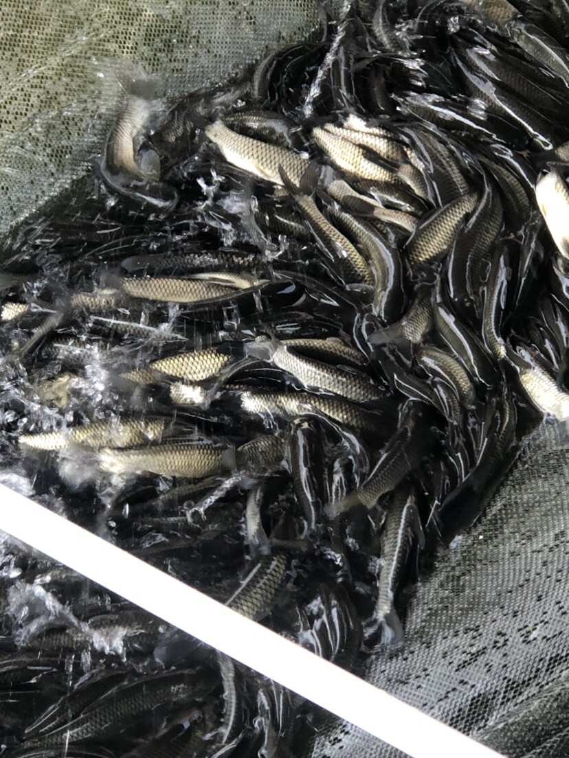 一号草鱼苗纯种长身42鳞片中山脆鲩种苗大鳞片已做疫苗快大