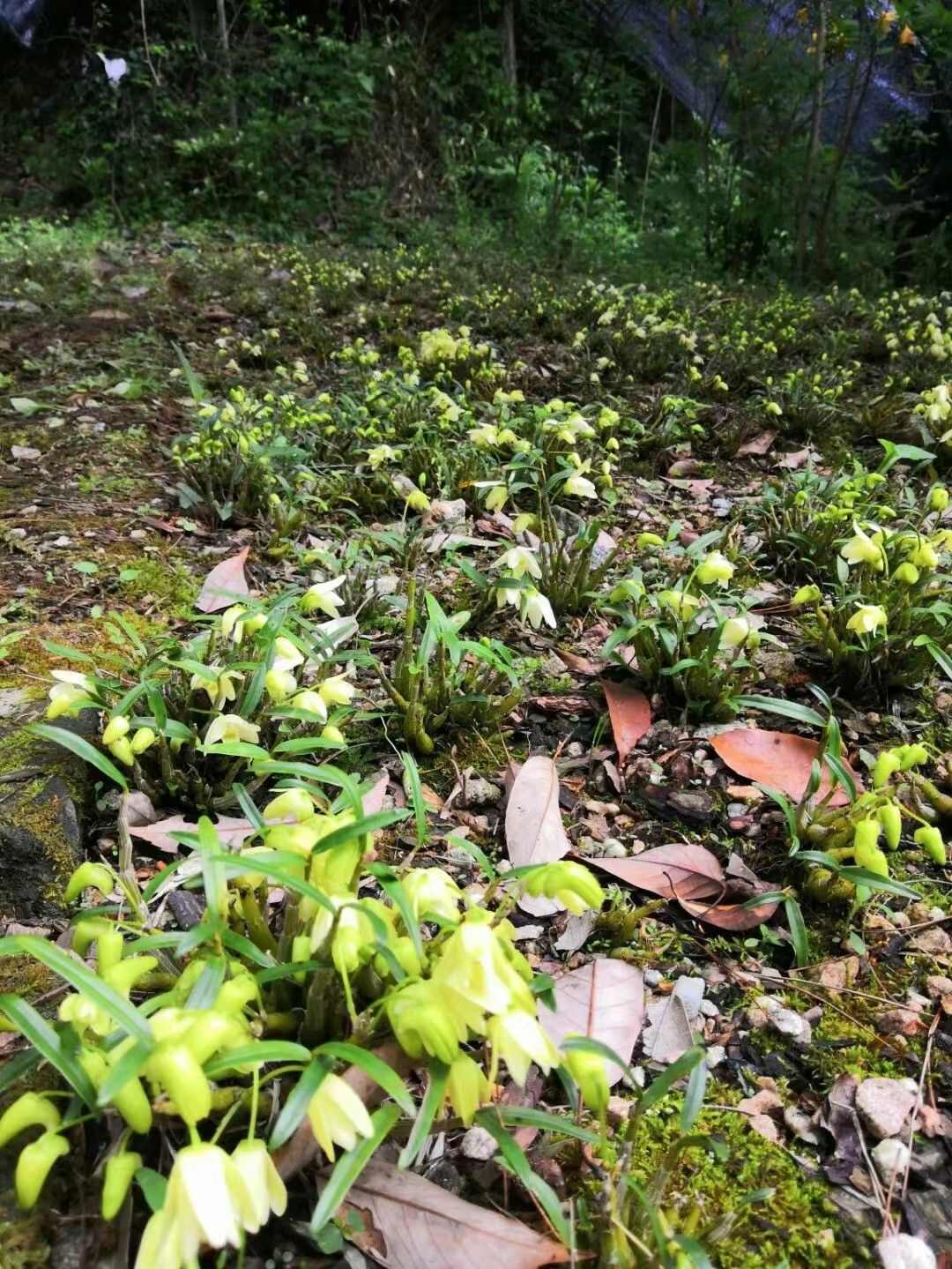 【假一罚十】石斛米斛苗盆栽 石斛苗 霍山米斛苗