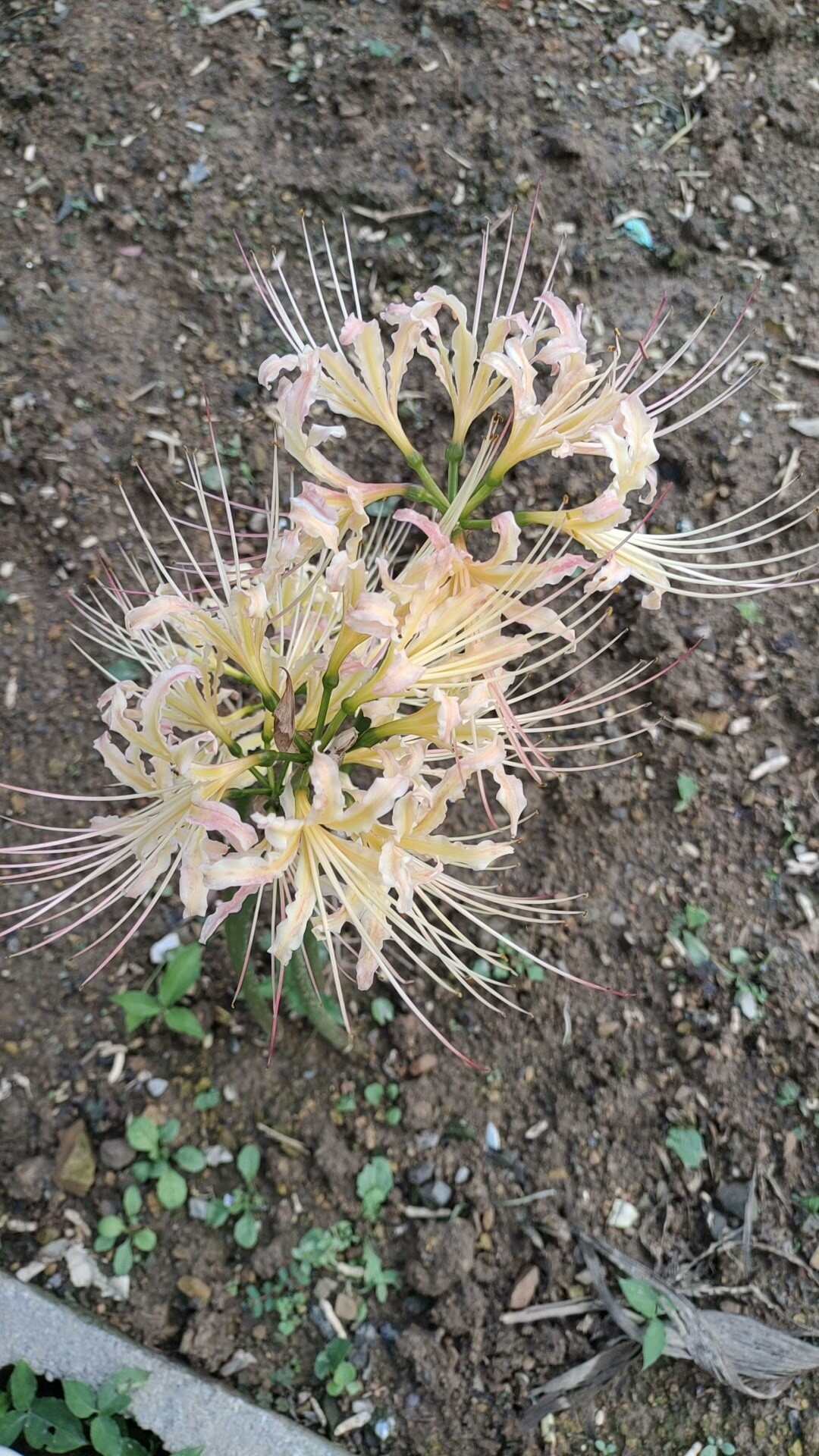 彼岸花（石蒜）