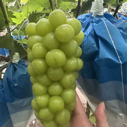 菏泽十克起  一斤半起​底糖十五  果面干净​渠道货   有