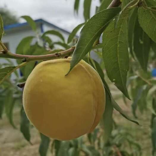 林芝西藏林芝高海拔黄桃脆甜多汁自然成熟，口感果香，甜度刚好