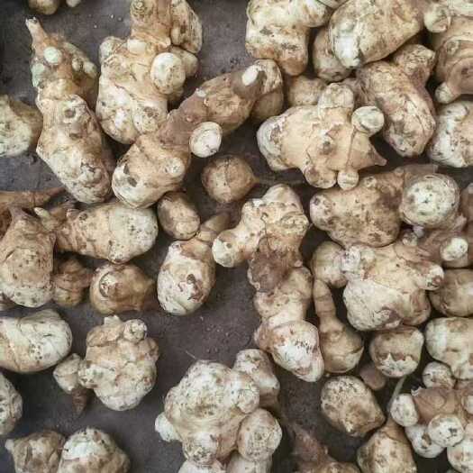 庆阳洋姜 鬼子姜