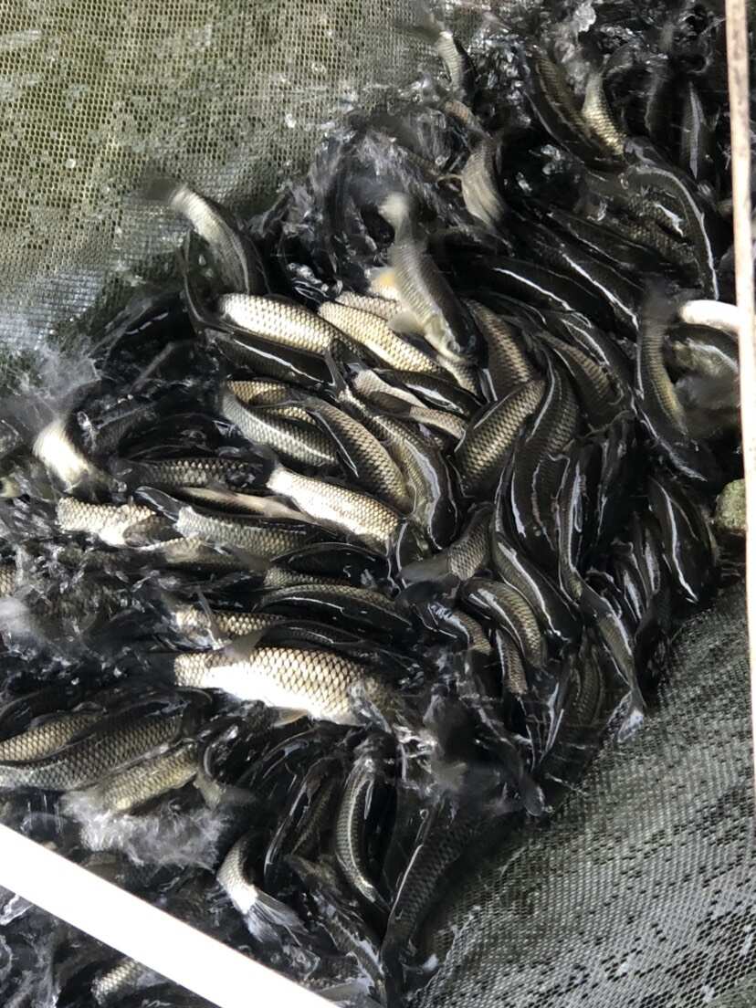 一号草鱼苗纯种长身42鳞片中山脆鲩种苗大鳞片已做疫苗快大