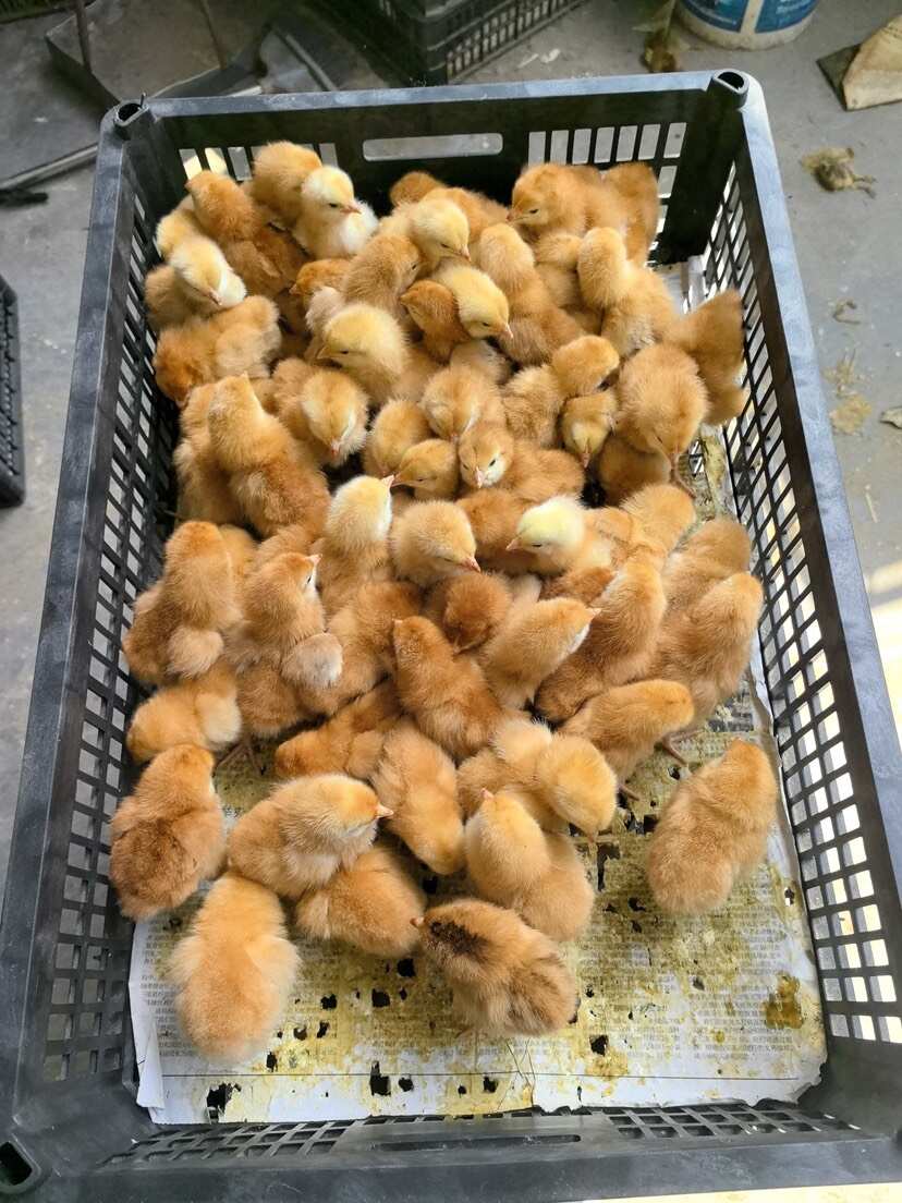盐城九斤黄鸡苗快大黄鸡苗快大肉鸡苗~盐