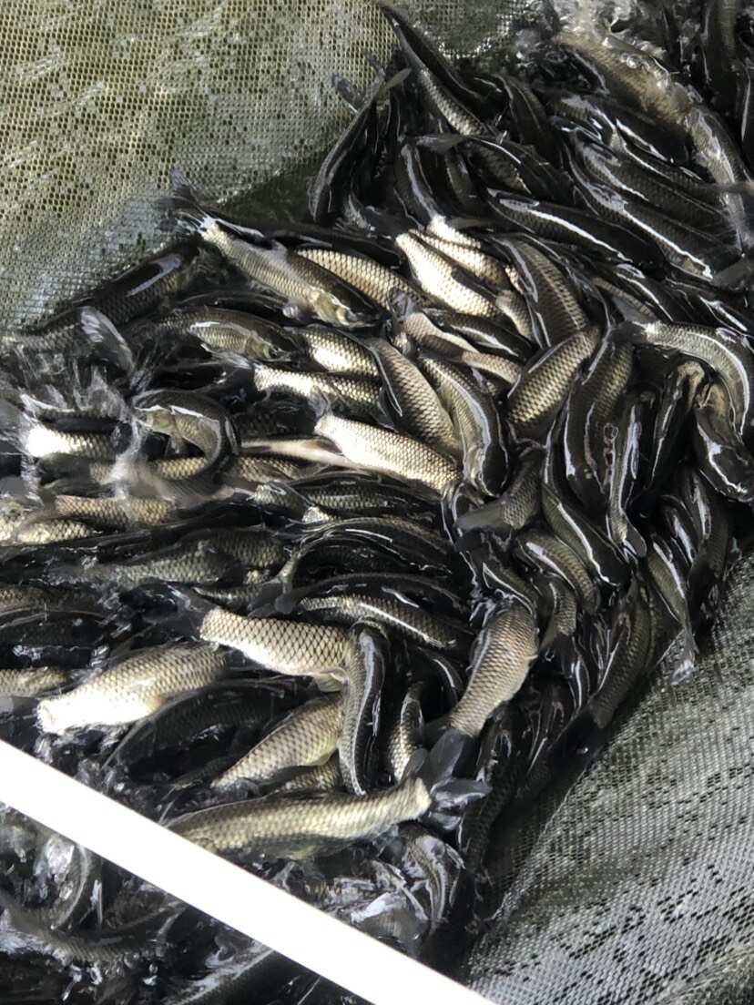 一号草鱼苗纯种长身42鳞片中山脆鲩种苗大鳞片已做疫苗快大