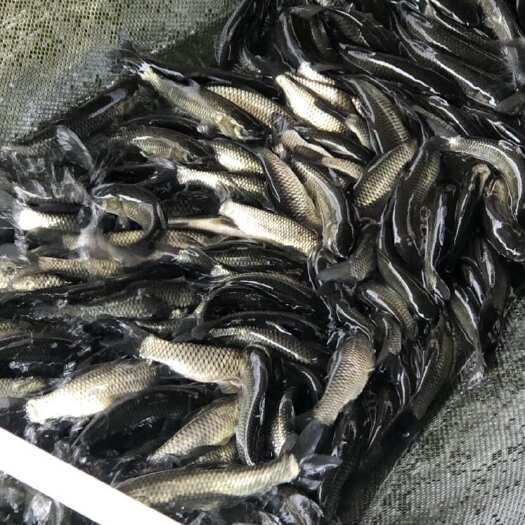 新兴县一号草鱼苗纯种长身42鳞片中山脆鲩种苗大鳞片已做疫苗快大