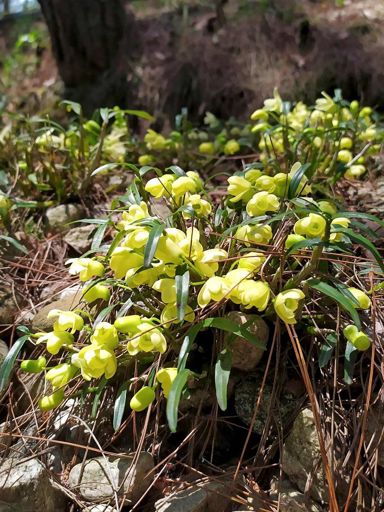 【假一罚十】石斛米斛苗盆栽 石斛苗 霍山米斛苗