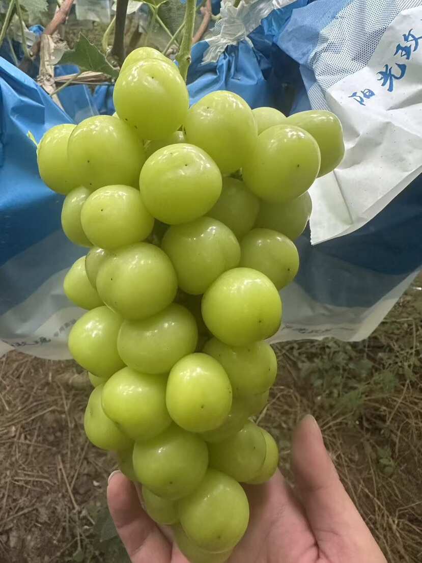 阳光玫瑰  10克起   一百亩  低糖16