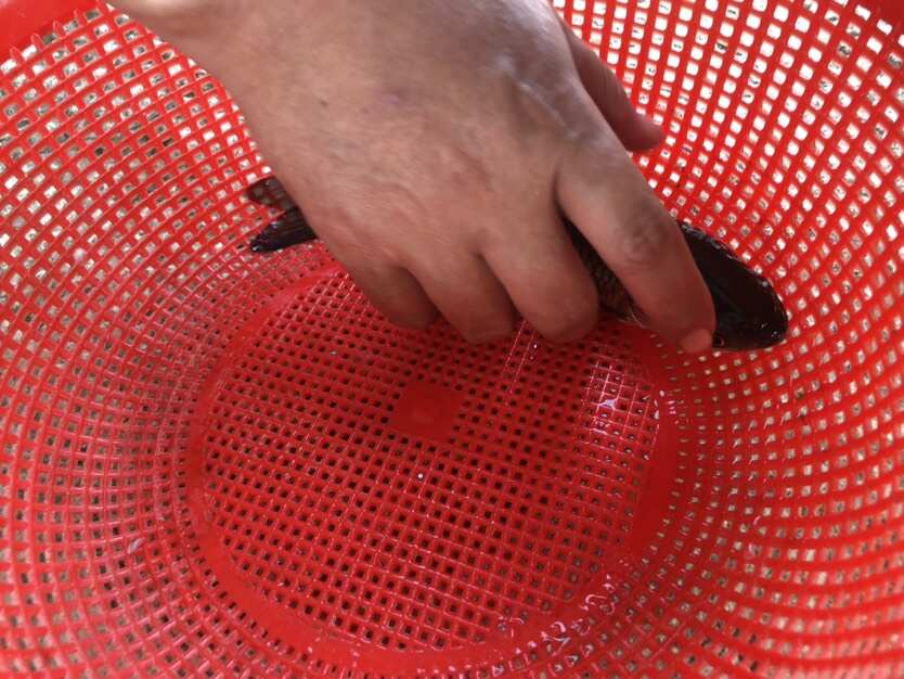 一号草鱼苗纯种长身42鳞片中山脆鲩种苗大鳞片已做疫苗快大