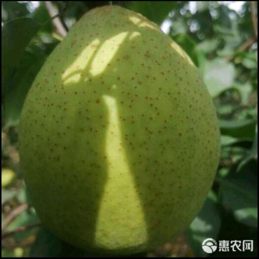 行唐县山区。大个梨纯正的山区雪花里。