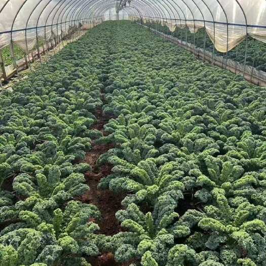 昆明云南新鲜羽衣甘蓝嫩叶