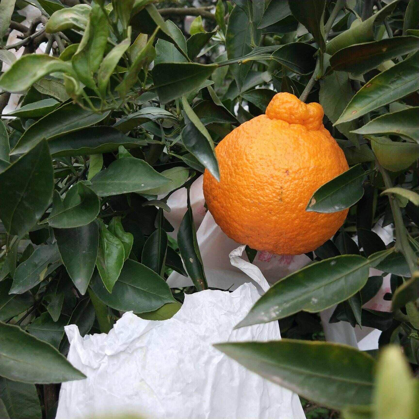 不知火好吃不上火，产地直接发货。