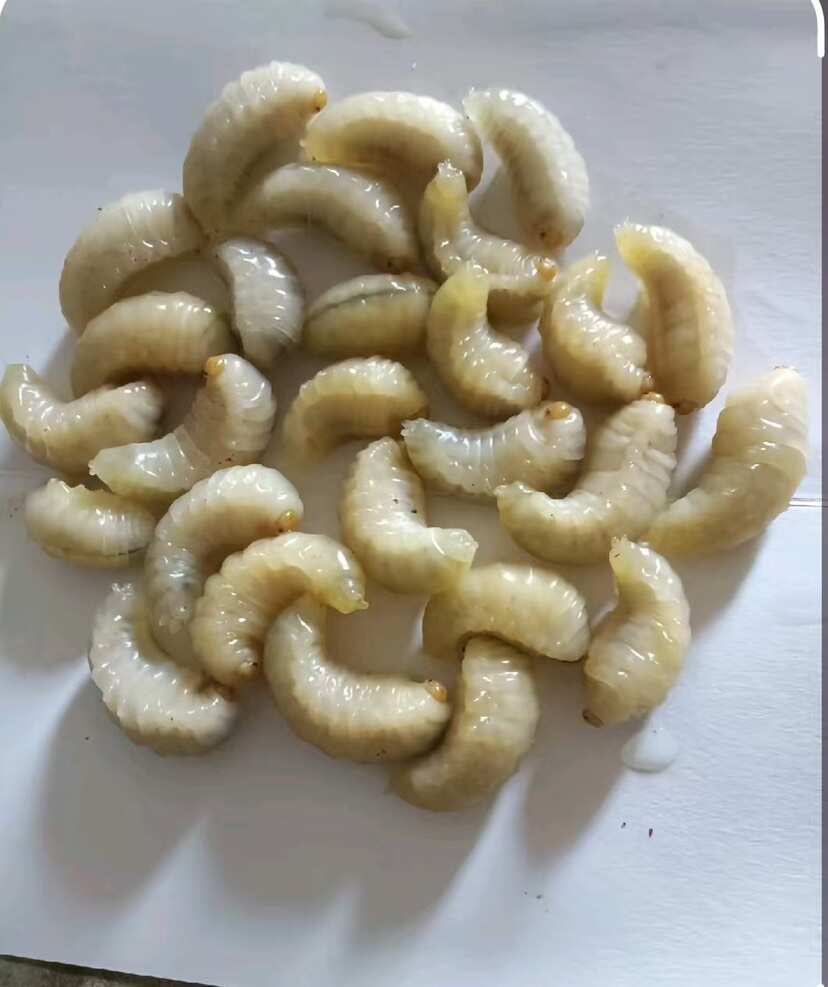 冻蛹批发