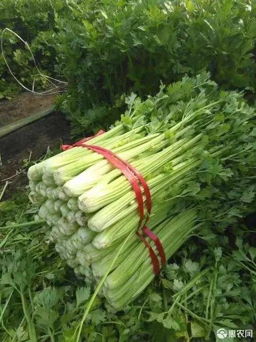 芹菜苗穴盘苗山东寿光基地直发带土发货