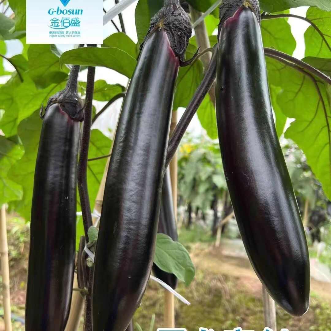 黑龙亮剑茄子种子丰产抗病茄子种籽杂交茄果顺直黑油亮长茄子种子