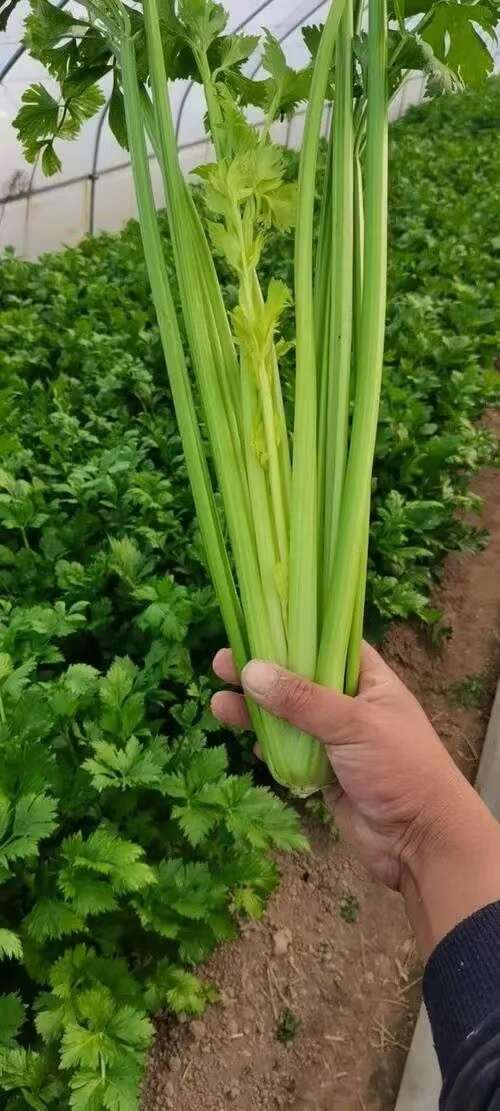 芹菜苗穴盘苗山东寿光基地直发带土发货