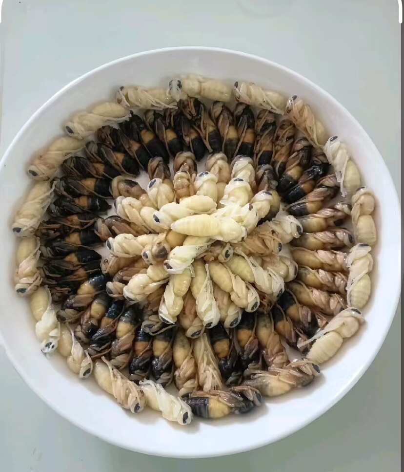 冻蛹批发